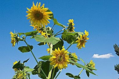 《艾尔登法环》成美国历史上最畅销的十款游戏之一